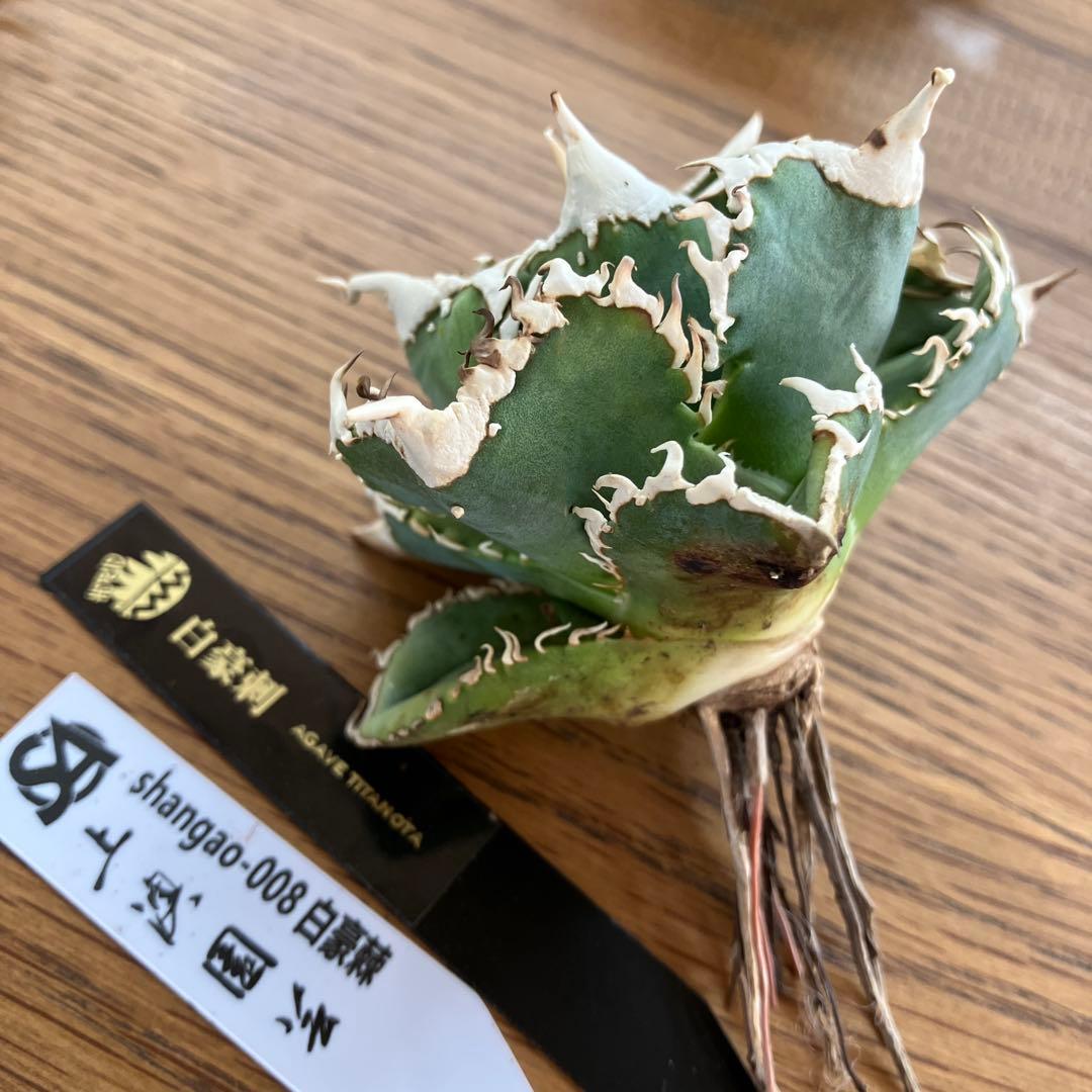 【速達】⑤子株付き　特選　太棘　アガべ　チタノタ　白豪刺　TC