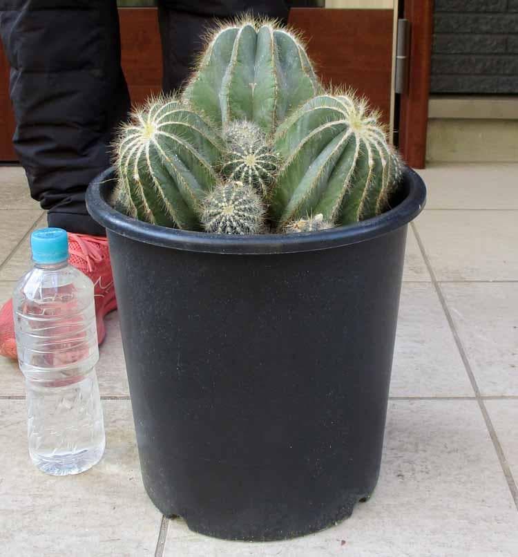 【現品】群生　サボテン・エリオカクタス・英冠玉　8号　S6番