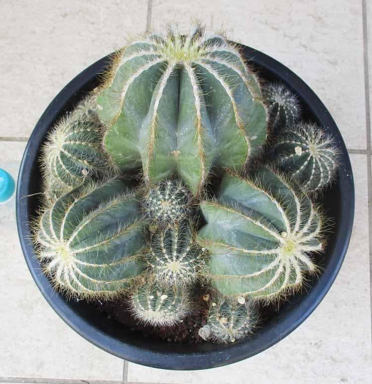 【現品】群生　サボテン・エリオカクタス・英冠玉　8号　S6番