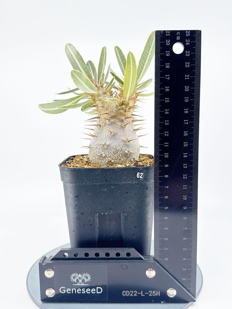 【Link】No62 実生 2年3か月 パキポディウム グラキリス