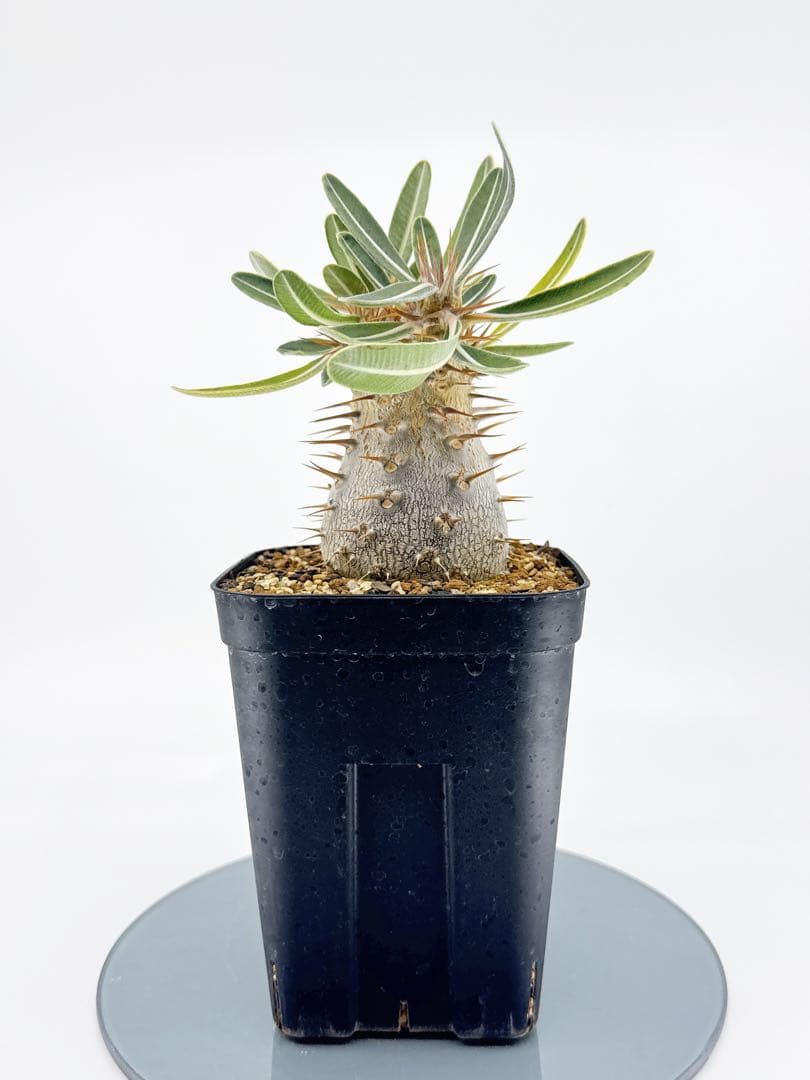 【Link】No62 実生 2年3か月 パキポディウム グラキリス