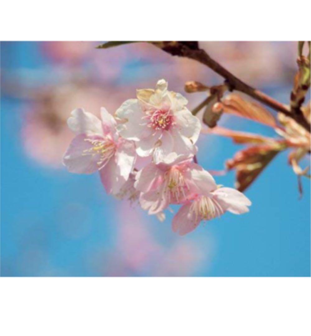 OLYMPUS 望遠ズームレンズ