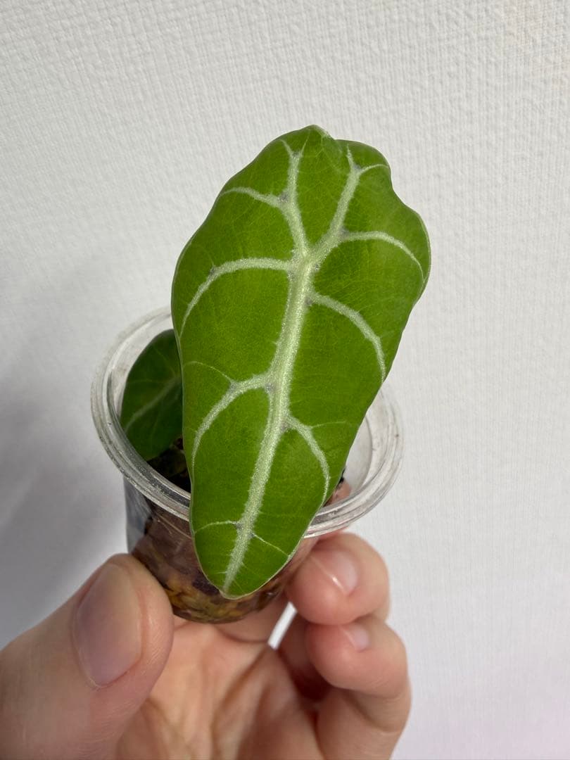 y*9様 アロカシア　ワトソニアナライトニング、ワトソニアナブラック