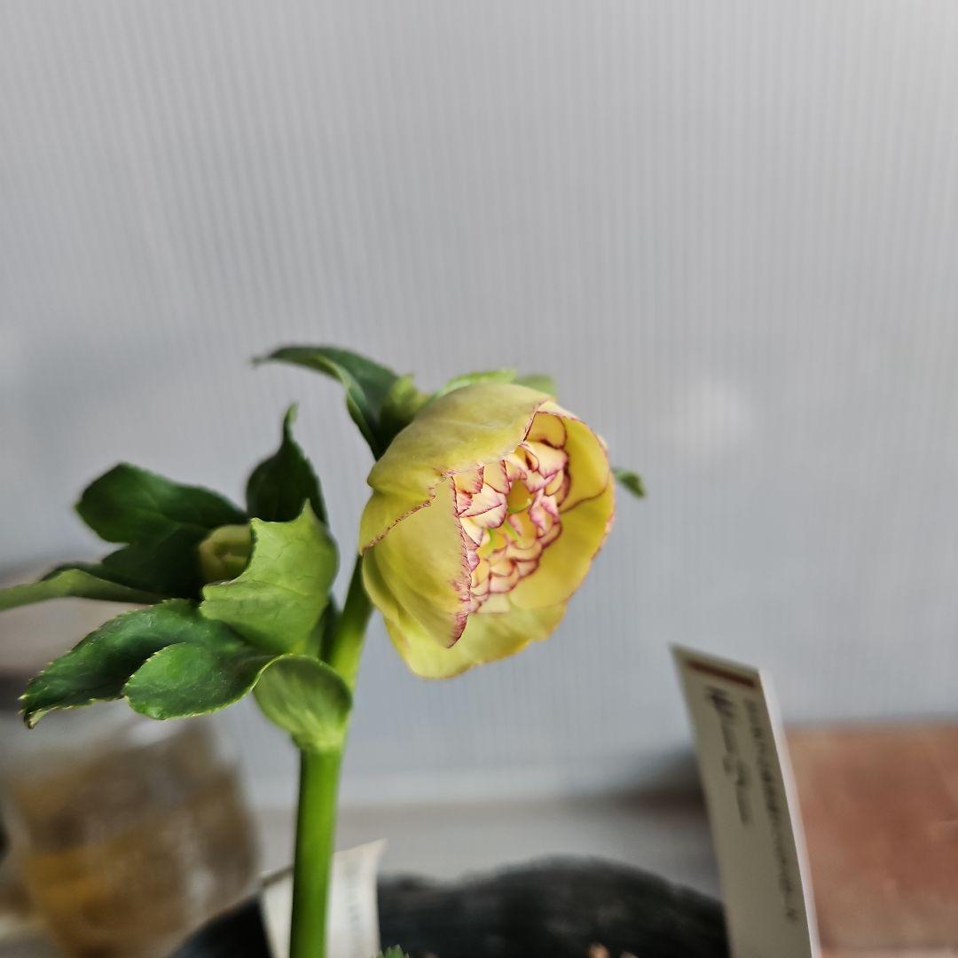 mamo様ご購入苗㉖-119クリスマスローズ