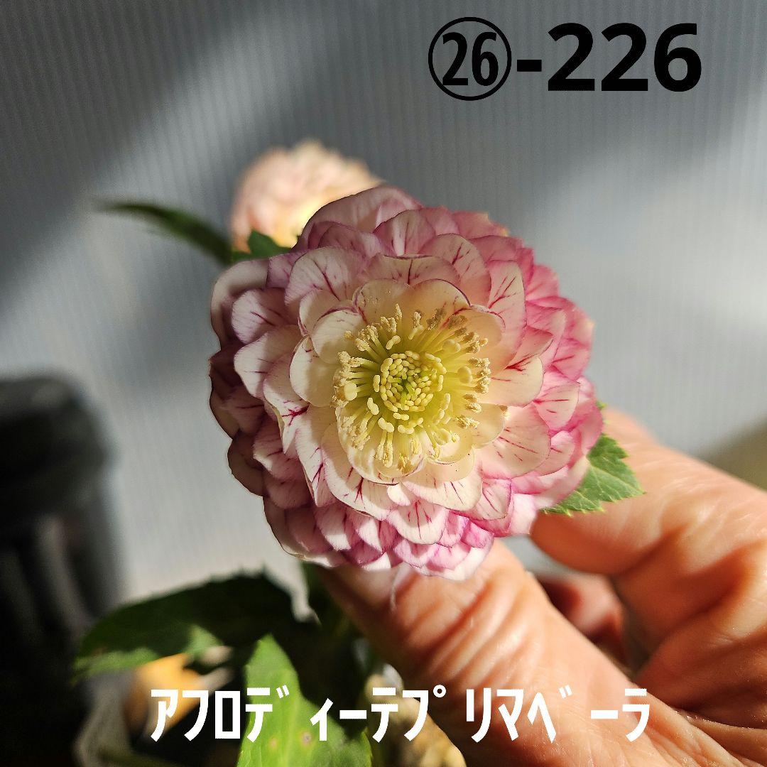 ㉖-226クリスマスローズ