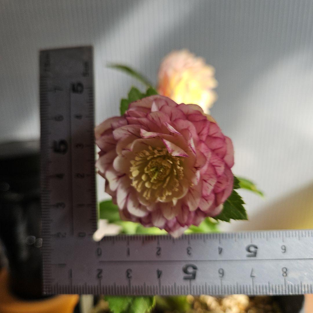 ㉖-226クリスマスローズ