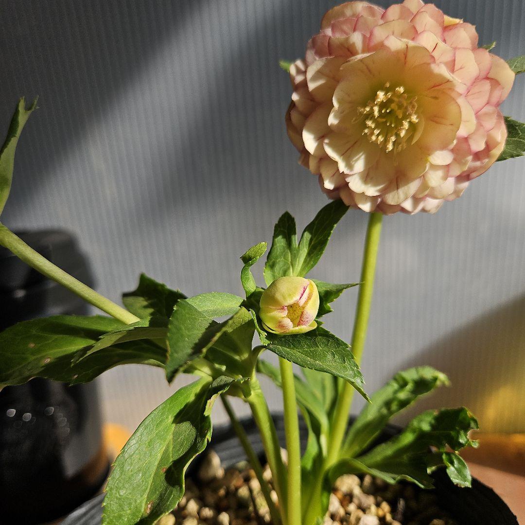 ㉖-226クリスマスローズ