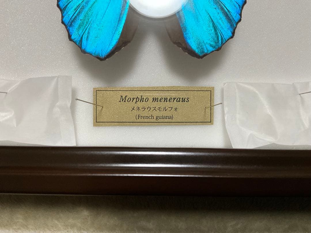 Morpho meneraus　メネラウスモルフォ　標本　ケース付き