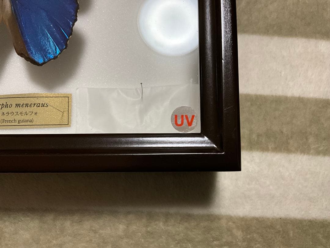 Morpho meneraus　メネラウスモルフォ　標本　ケース付き