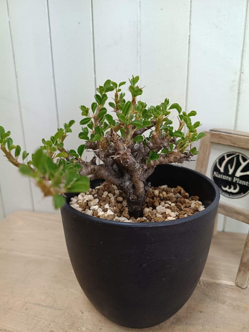 U031 厳選超美形展開株！サルコカウロン バンデリエティアエ現地球