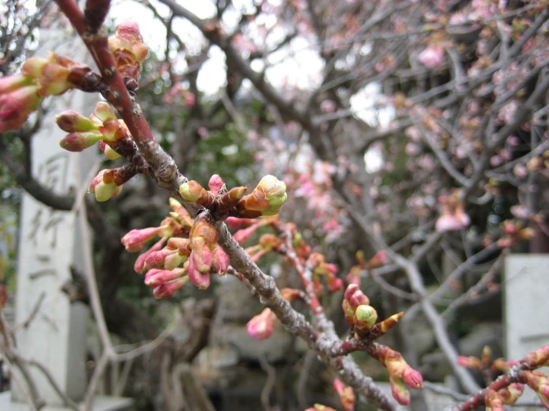 追加あり⭕️【動作確認済】Canon　IXY　DIGITAL 70 PC1193