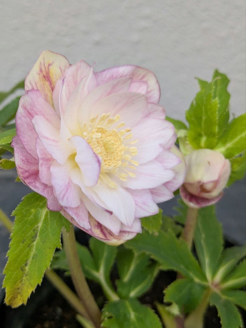 広瀬園芸 クリスマスローズ 【オーレア系ピンクベインdd】