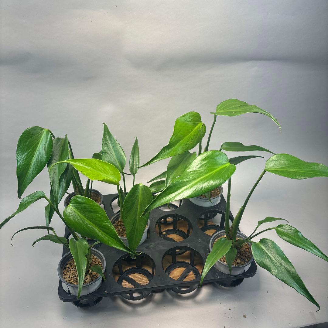 ち*か様 5株セットL034 モンステラ バールマルクスフレーム