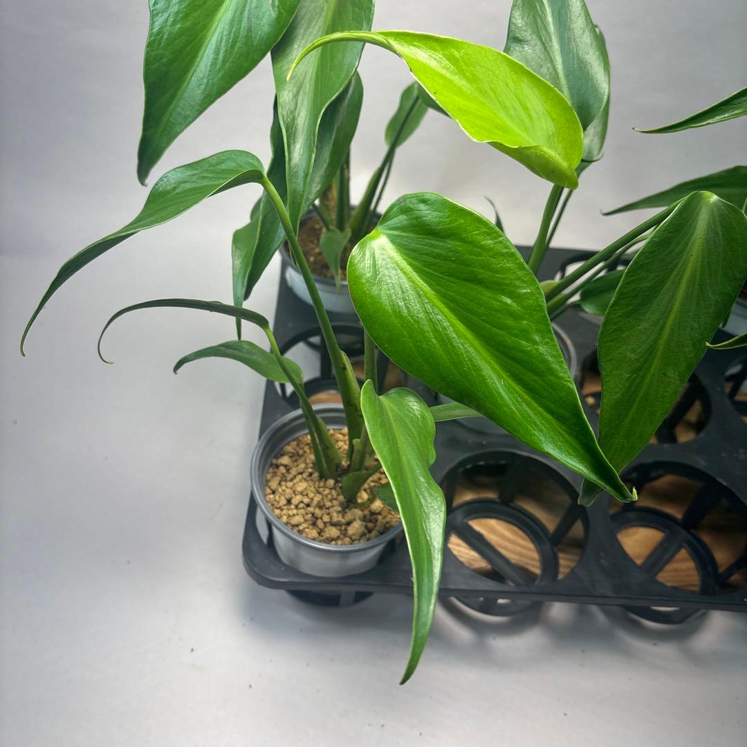 ち*か様 5株セットL034 モンステラ バールマルクスフレーム