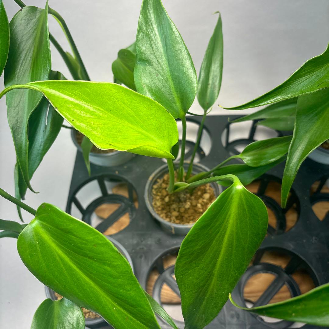 ち*か様 5株セットL034 モンステラ バールマルクスフレーム