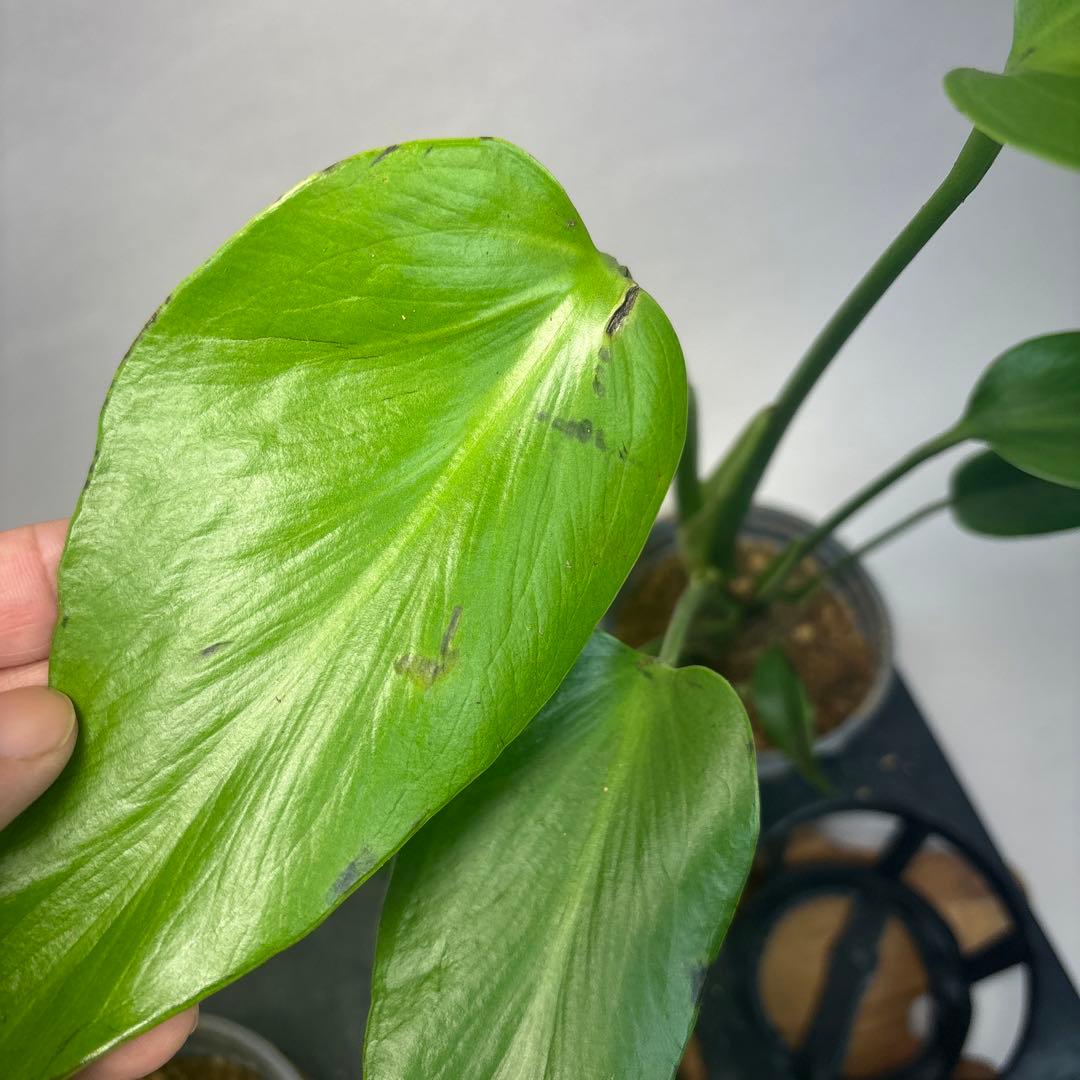 ち*か様 5株セットL034 モンステラ バールマルクスフレーム