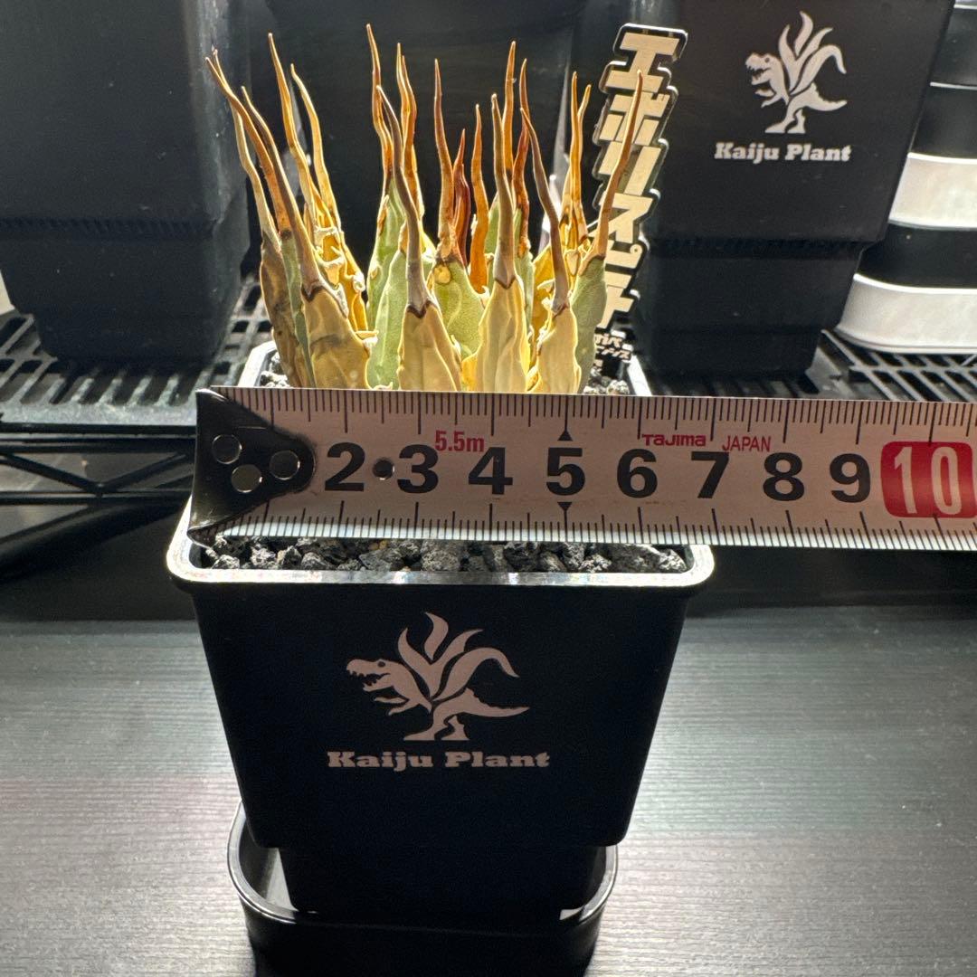 アガベ ユタエンシス　エボリスピナ　発根済み　Kaiju Plant