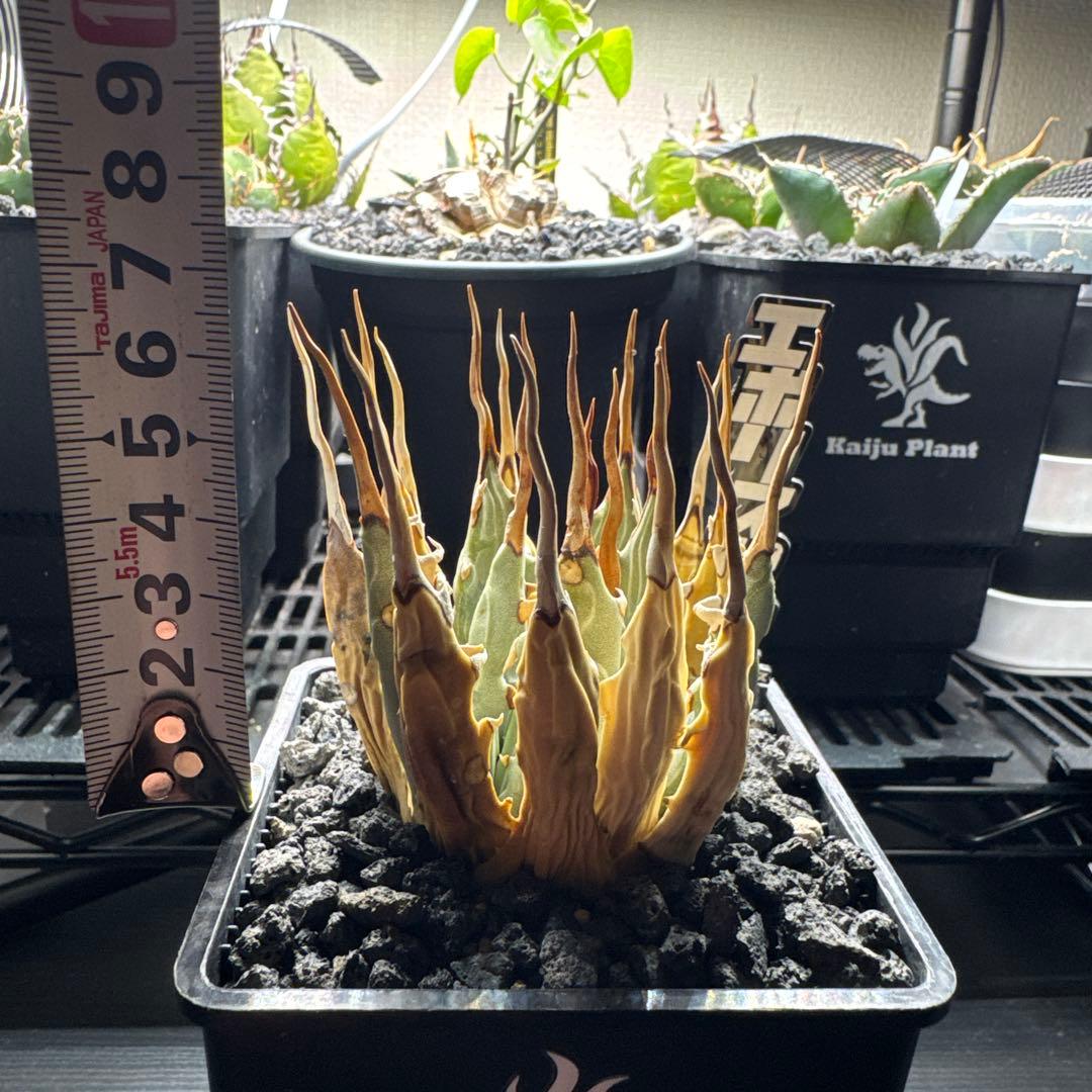 アガベ ユタエンシス　エボリスピナ　発根済み　Kaiju Plant