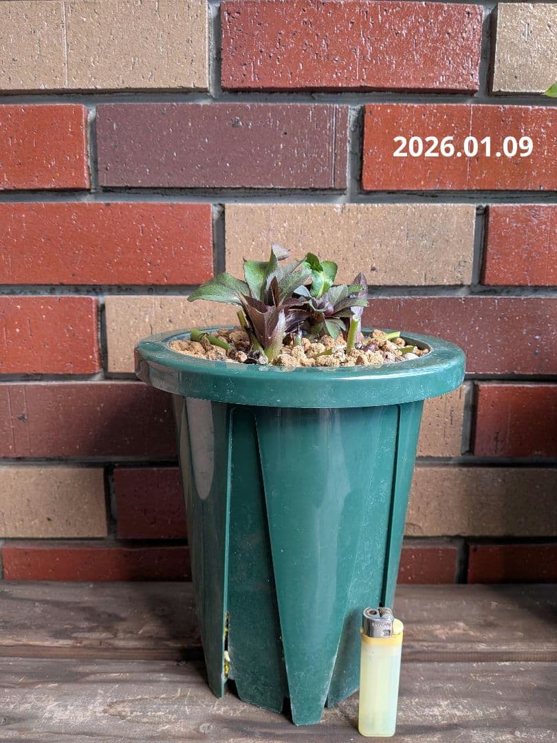 クリスマスローズ・ddブラック大株 (未株分け)