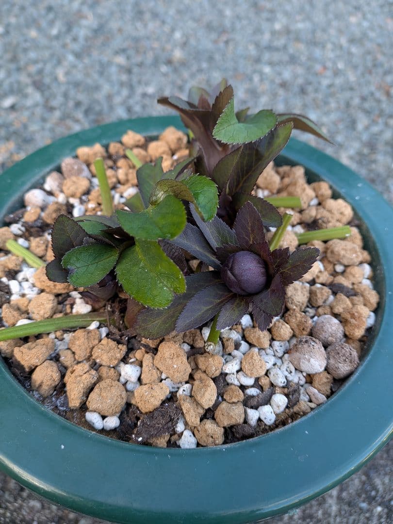 クリスマスローズ・ddブラック大株 (未株分け)