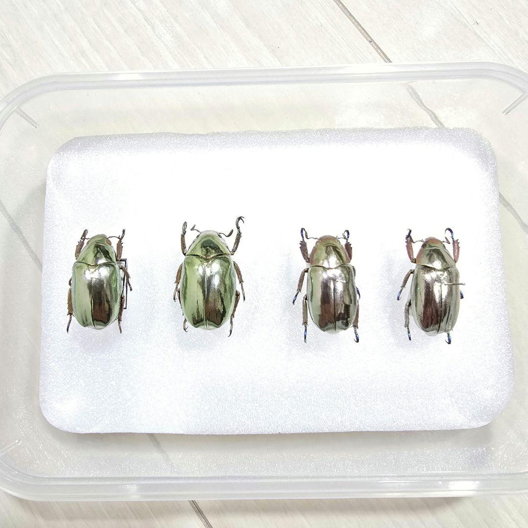 プラチナコガネ標本４頭セット