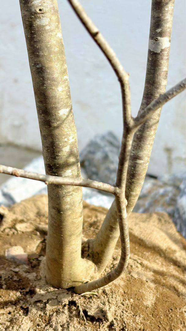 逸品。山採りアオハダ3.2M(鉢底から)