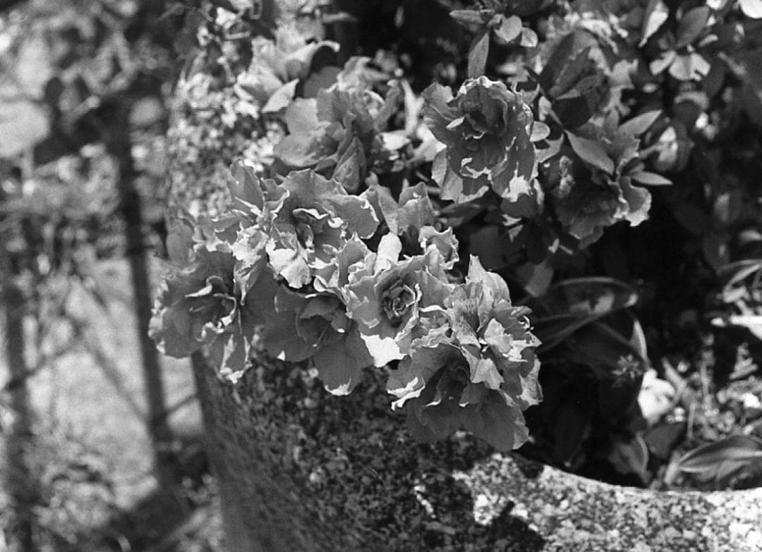 【整備済完動美品】Olympus-PEN F/F.Zuikoレンズ