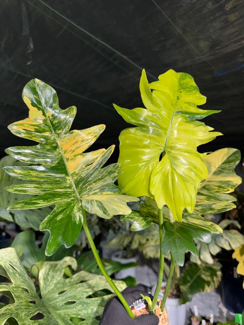 KN3 フィロデンドロン　キティナ　健康株