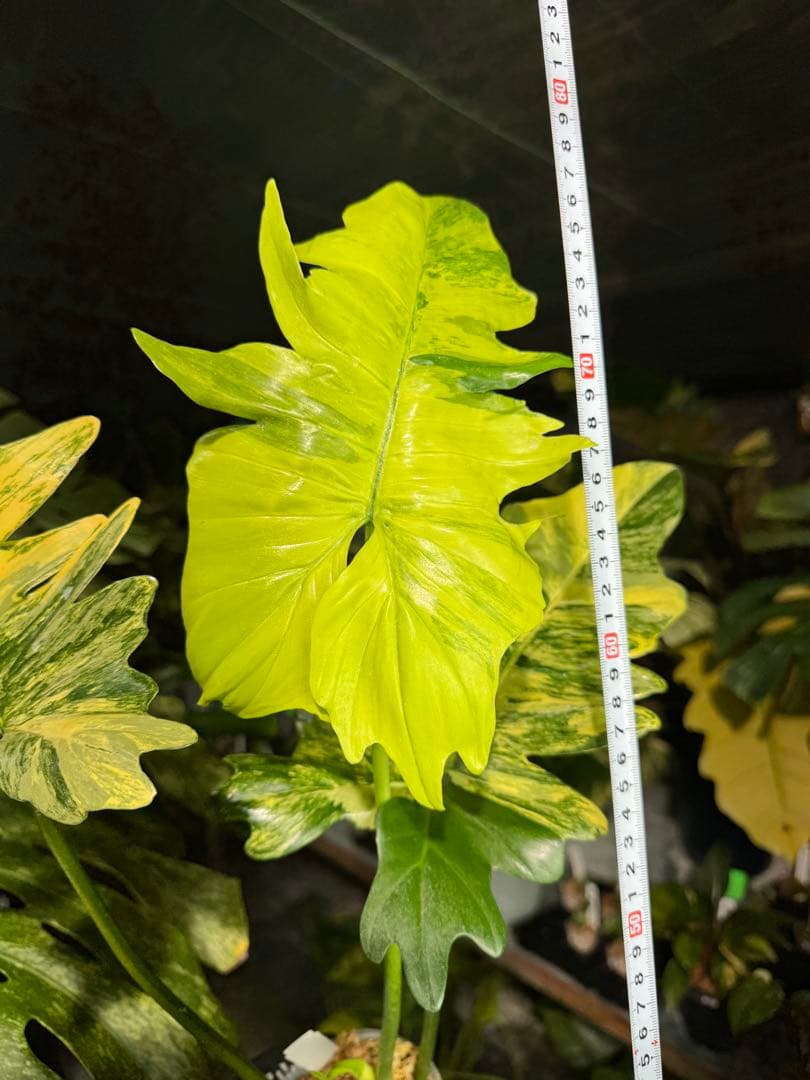 KN3 フィロデンドロン　キティナ　健康株