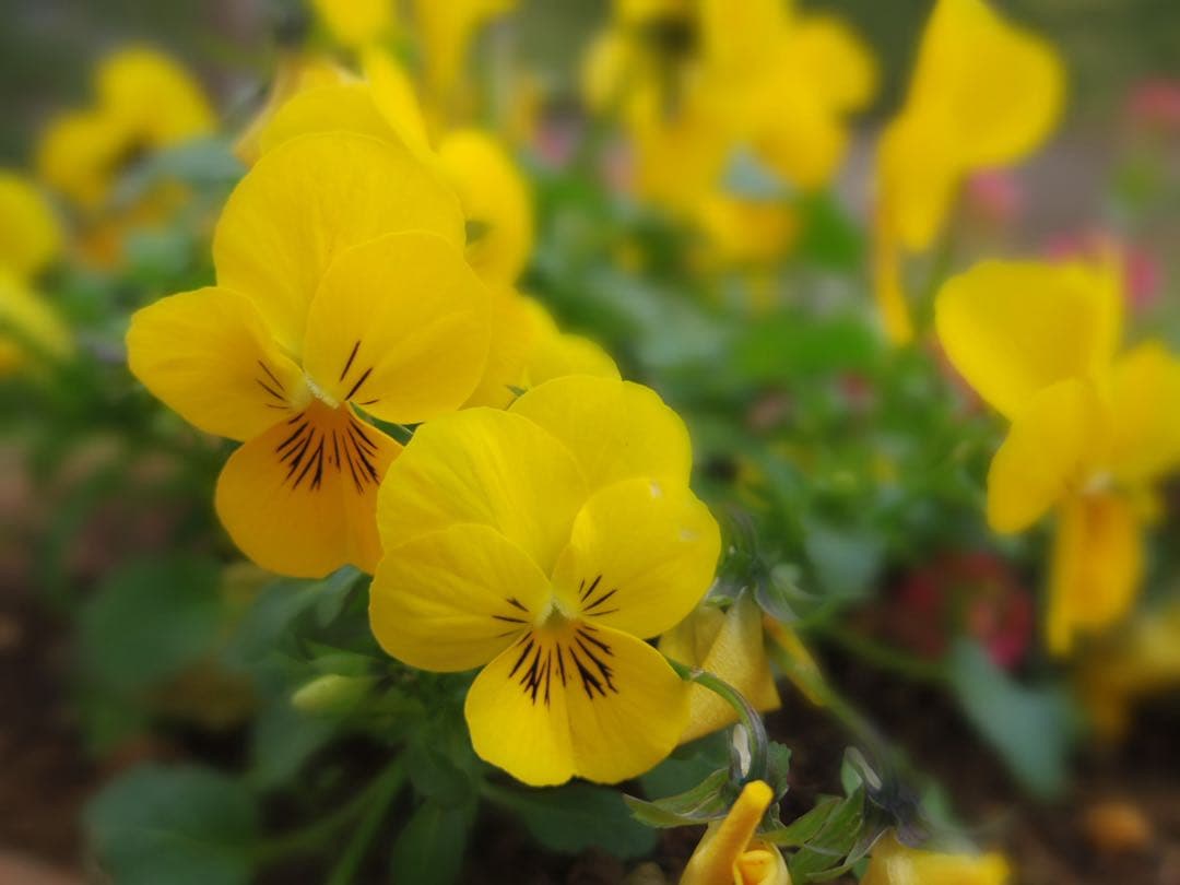 セール　PENTAX Q10 ミラーレス　レンズ多数、スマホ転送、作例あり