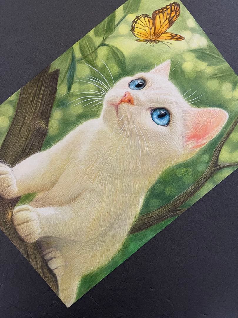 色鉛筆画A4白猫36