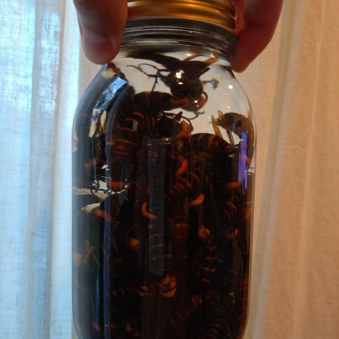 オオスズメバチ　焼酎漬け