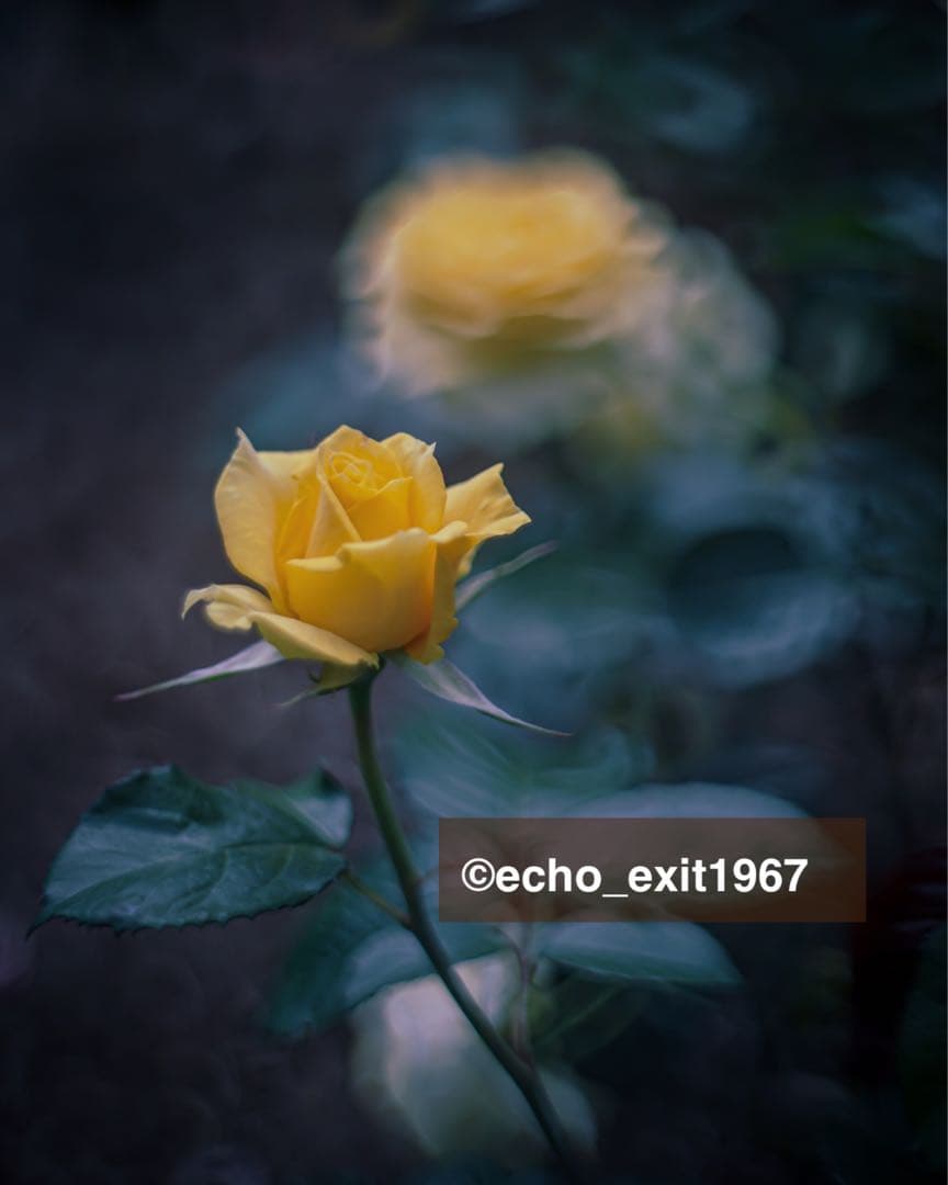 宝石レンズ_Super_Takumar_前期型　55mm_f1.8_ao