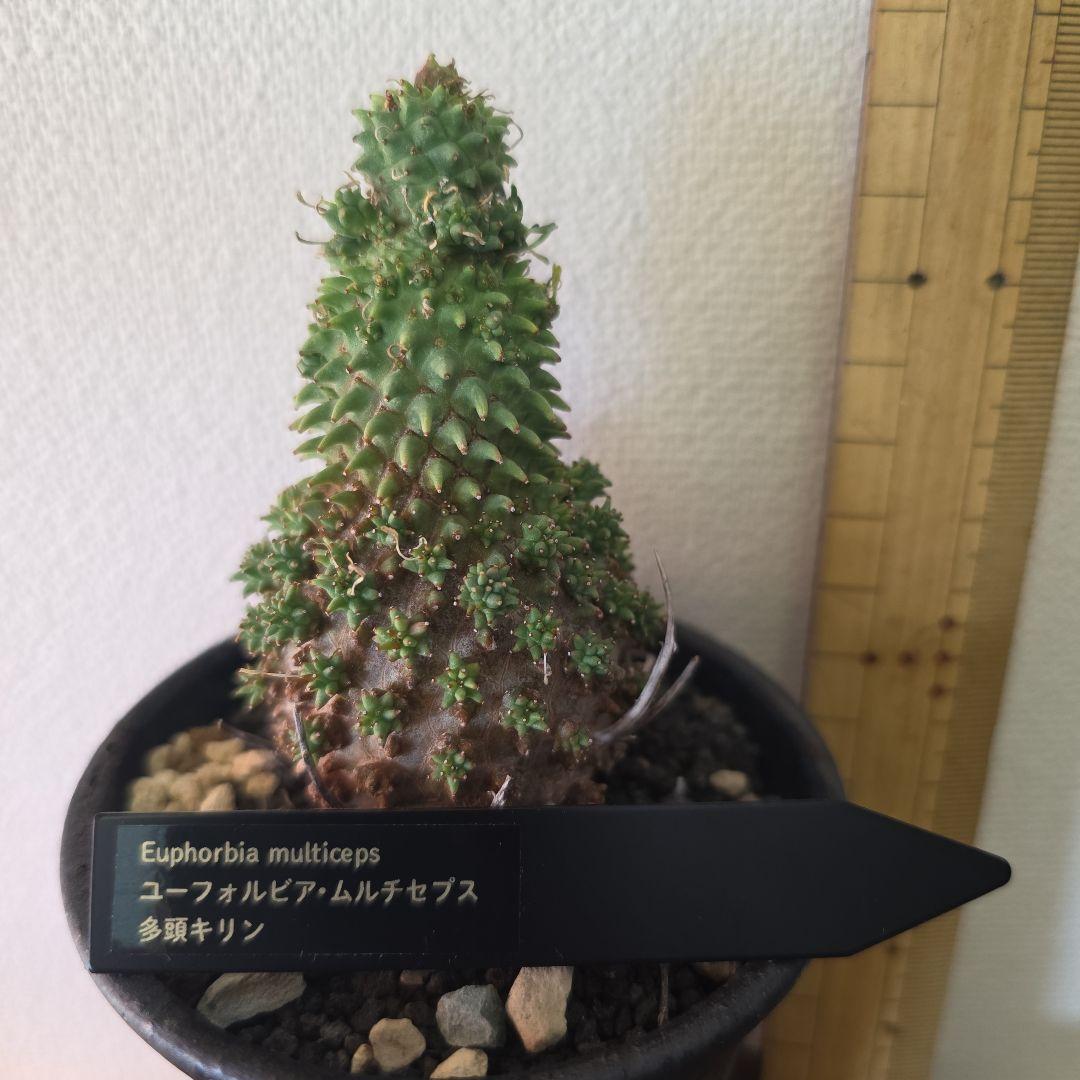 Euphorbia multiceps ユーフォルビア▪︎ムルチセプス