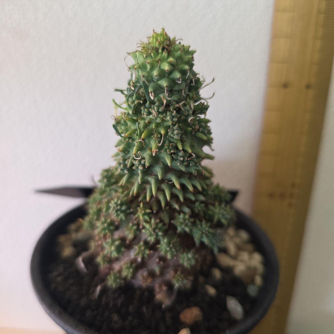 Euphorbia multiceps ユーフォルビア▪︎ムルチセプス