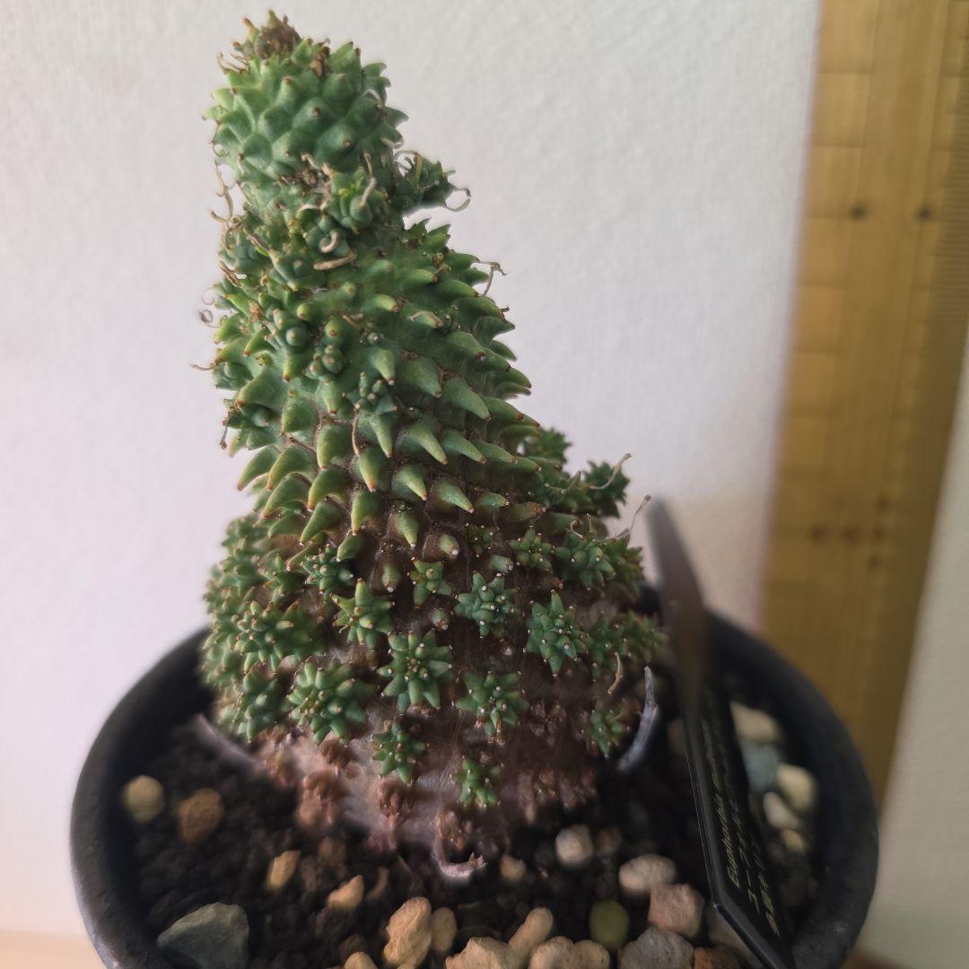 Euphorbia multiceps ユーフォルビア▪︎ムルチセプス