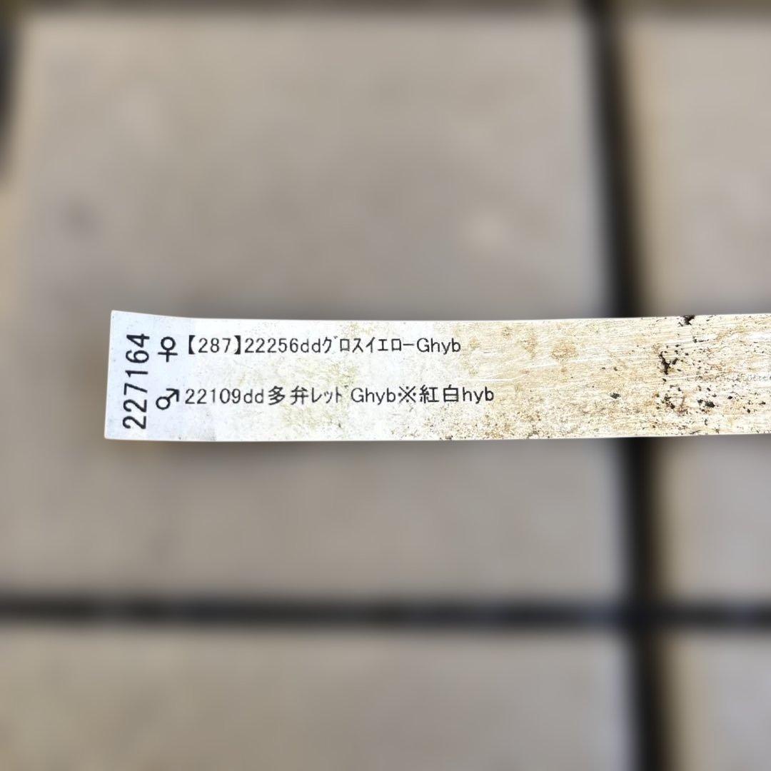 MIYABI　フレグランスグリーン　グリーンリップ　加藤農園　計2苗