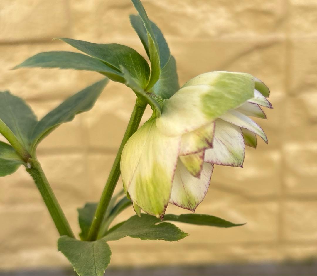 MIYABI　フレグランスグリーン　グリーンリップ　加藤農園　計2苗