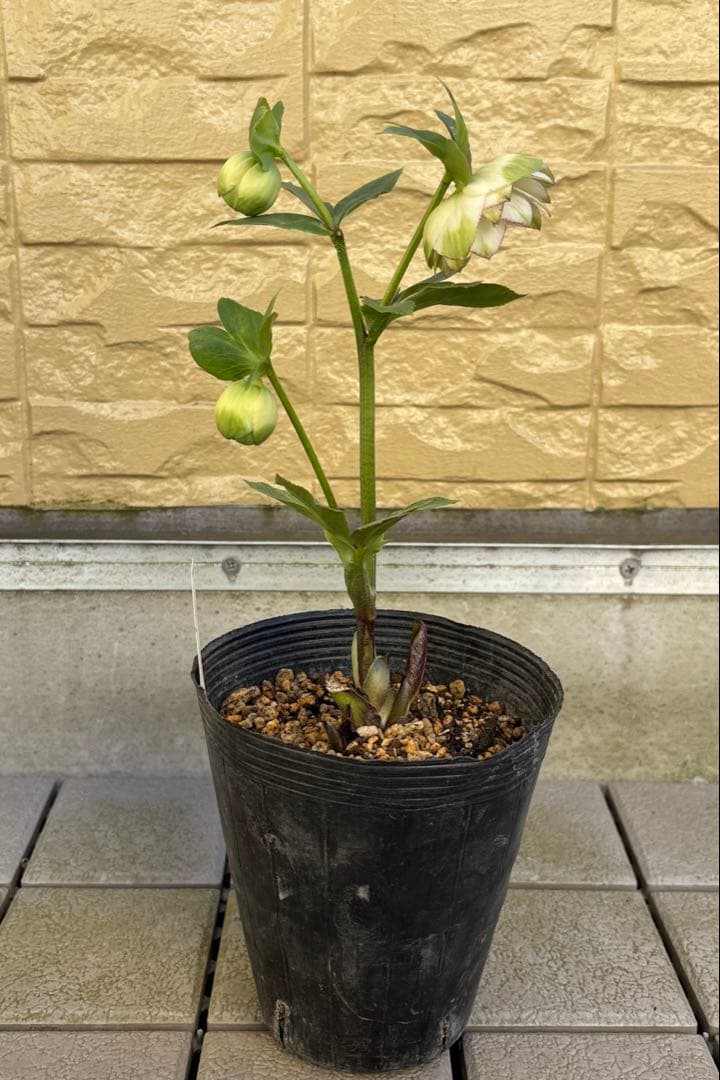 MIYABI　フレグランスグリーン　グリーンリップ　加藤農園　計2苗