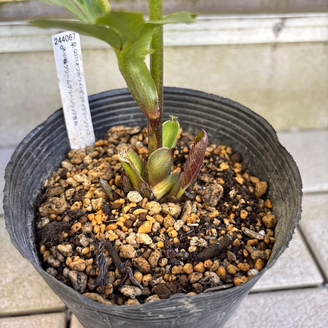 MIYABI　フレグランスグリーン　グリーンリップ　加藤農園　計2苗