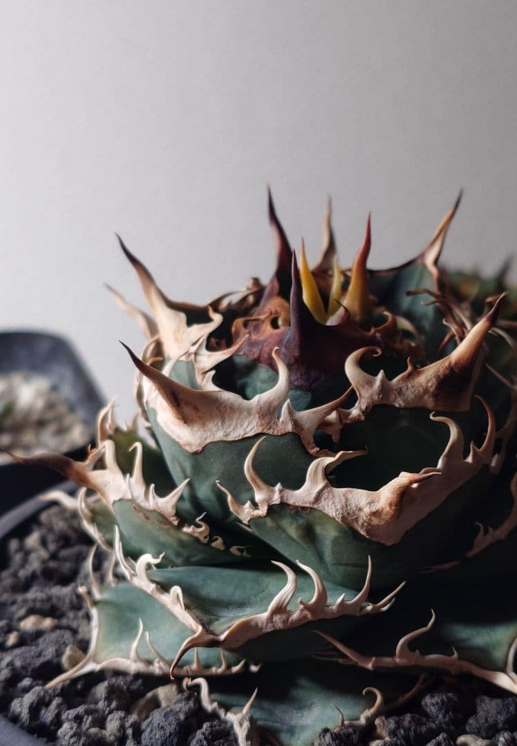 アガベ　チタノタ　コンパクト実生株　発根済み子株