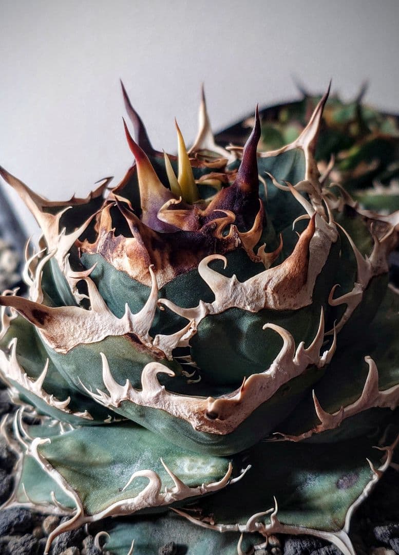 アガベ　チタノタ　コンパクト実生株　発根済み子株