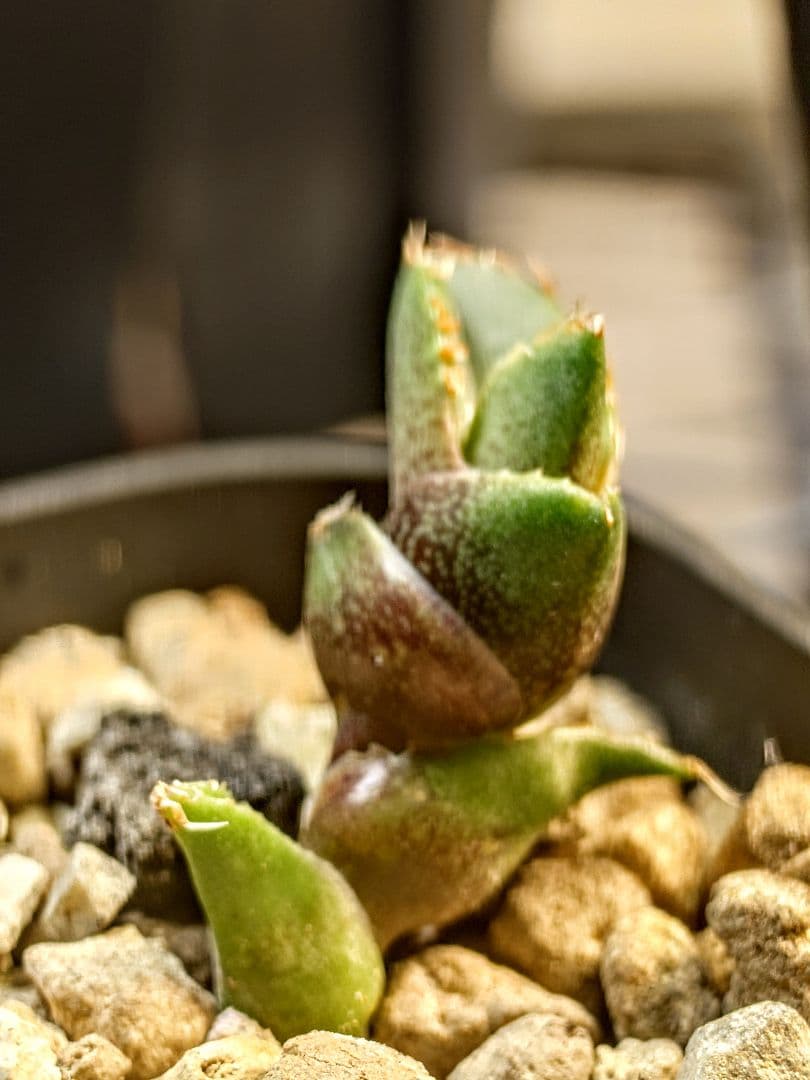 アガベ　チタノタ　コンパクト実生株　発根済み子株