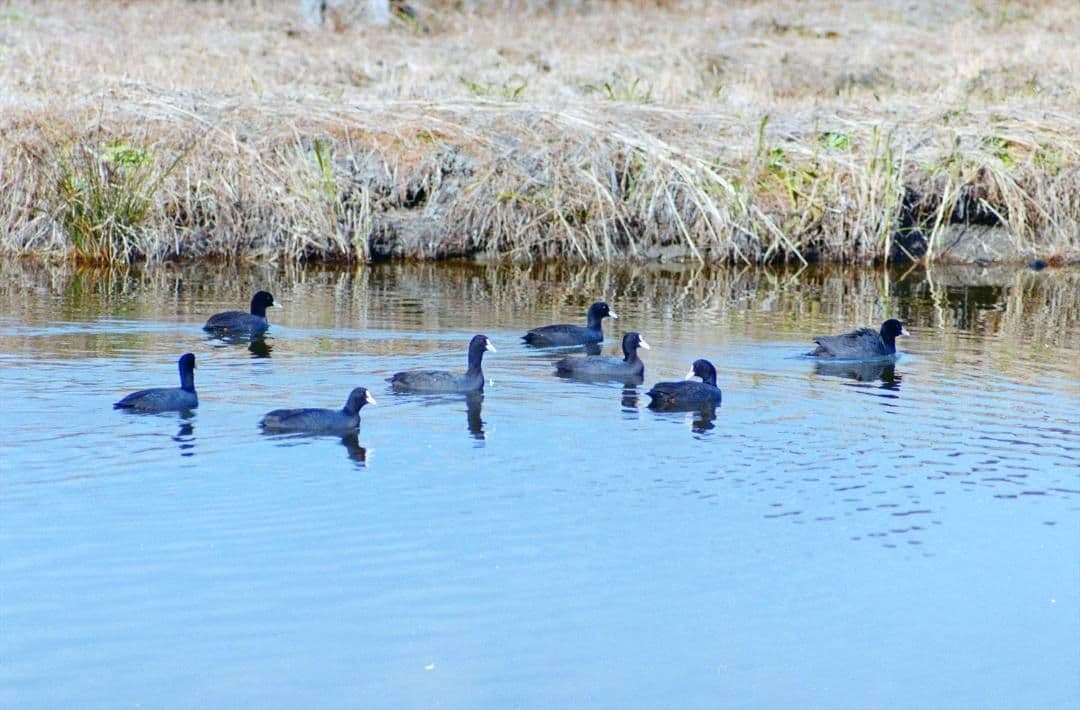 CONTAX RX ボディー　　フィルムカメラ