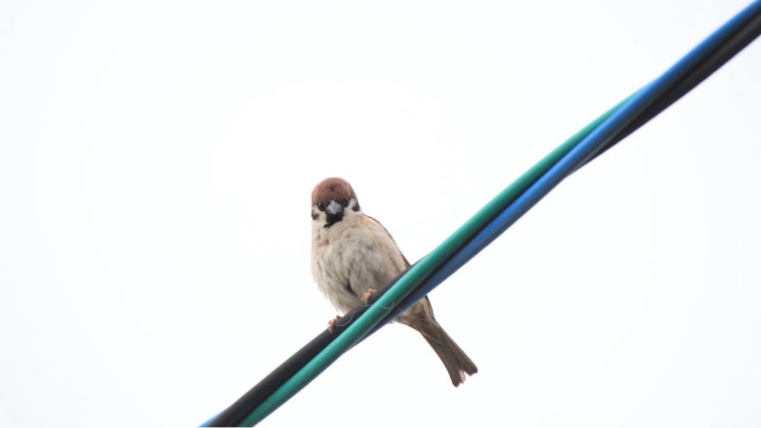 SIGMA DG 50-500mm 1:4.5-6.3 望遠ズームレンズ