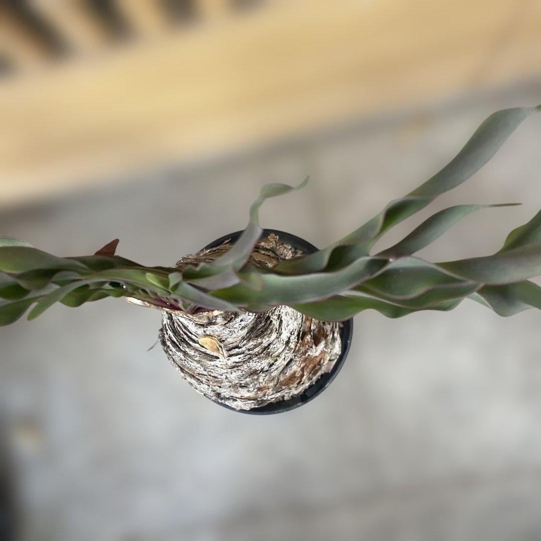 b*o様 ブーファン ディスティチャ