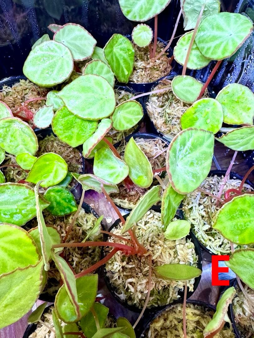 Sugi様 リクエスト 10点 まとめ商品