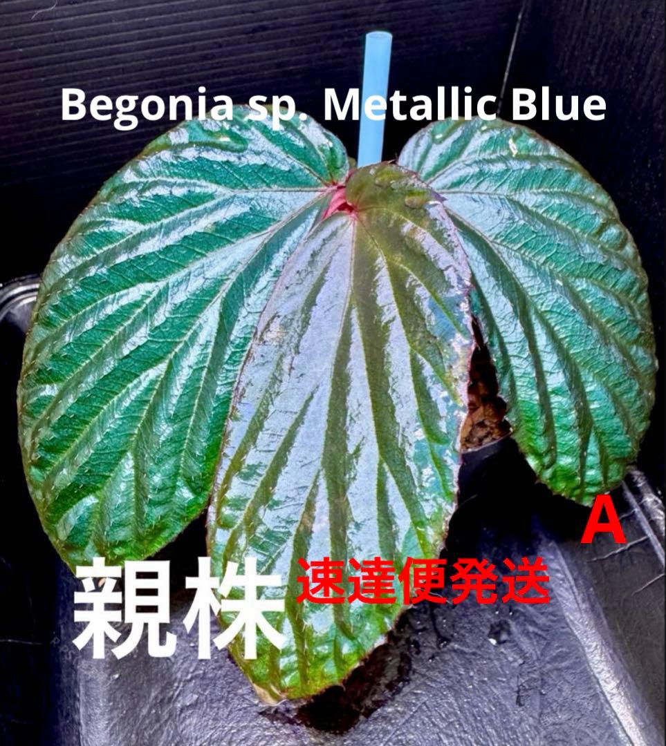 Sugi様 リクエスト 10点 まとめ商品