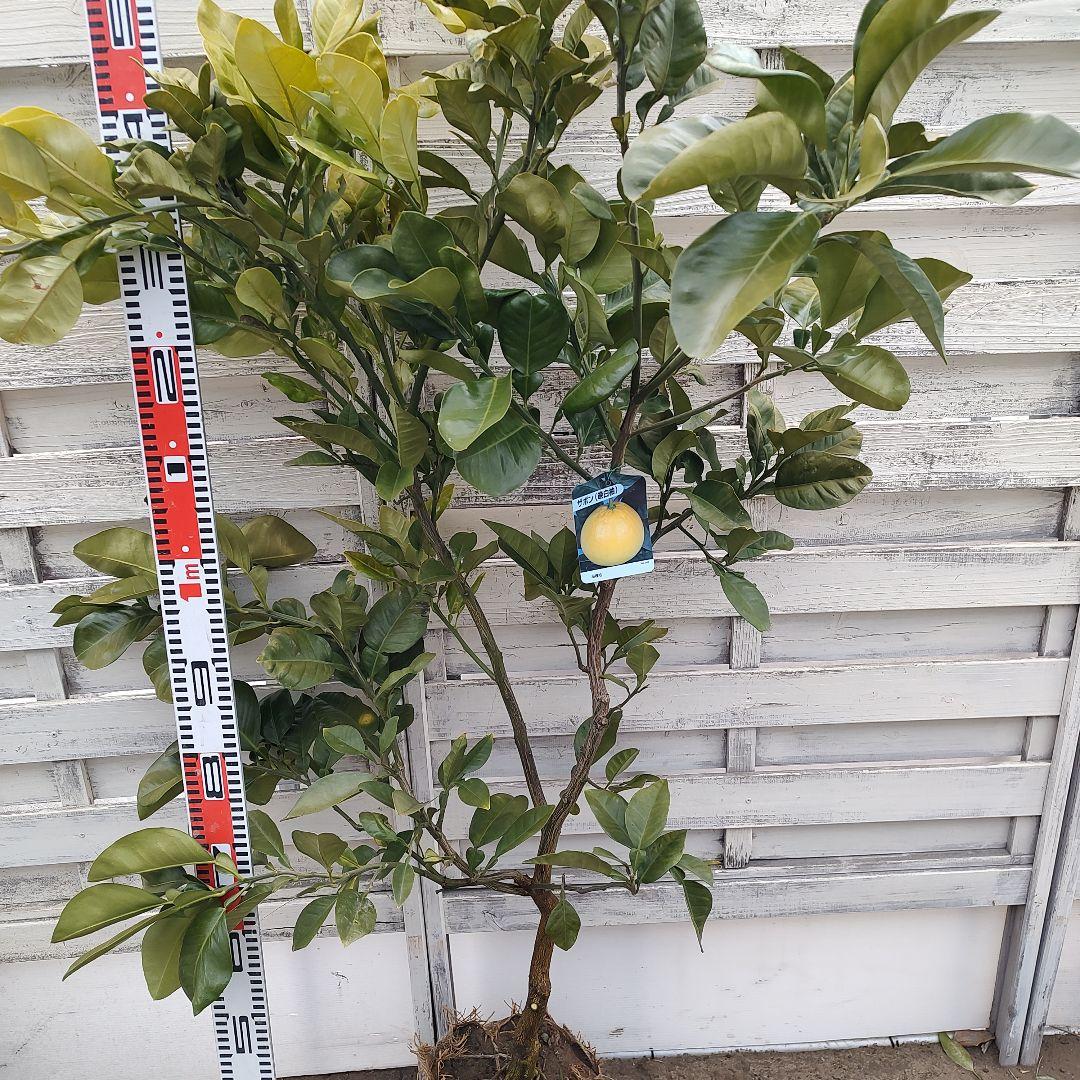 ドットさま専用 他の方は買えません