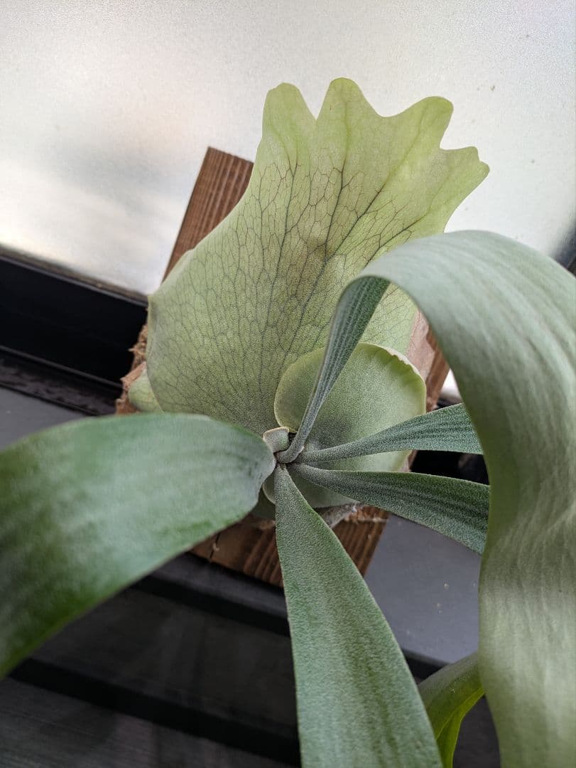 P.willinckii ' baileyi ' ベイレイ ビカクシダ